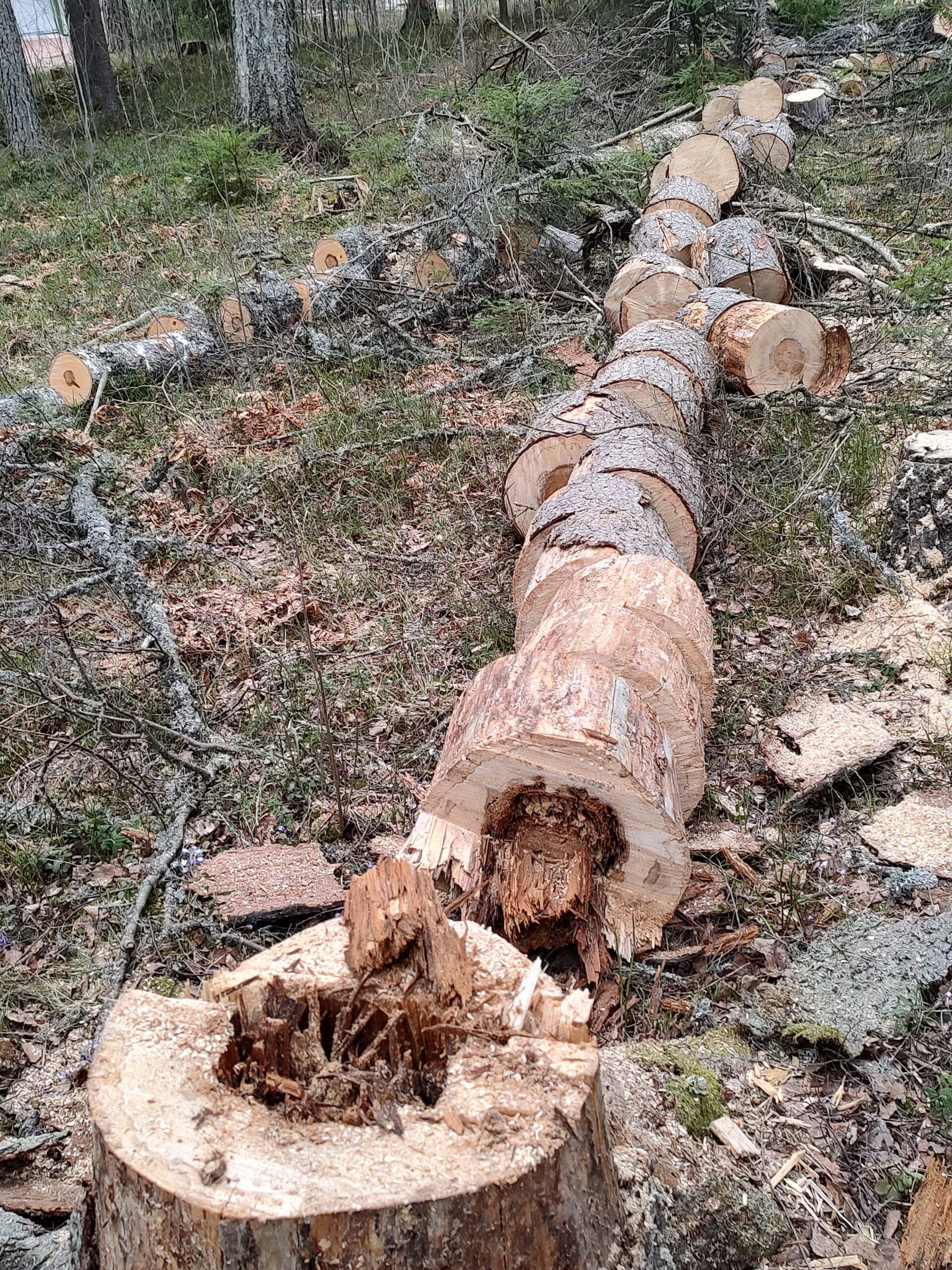 Juurikääpä – metsien hiljainen tappaja